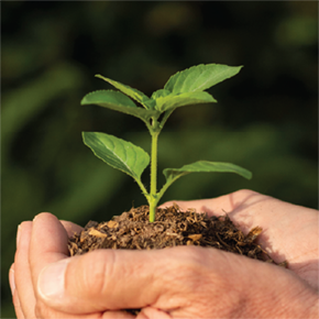 植樹計劃與社區影響